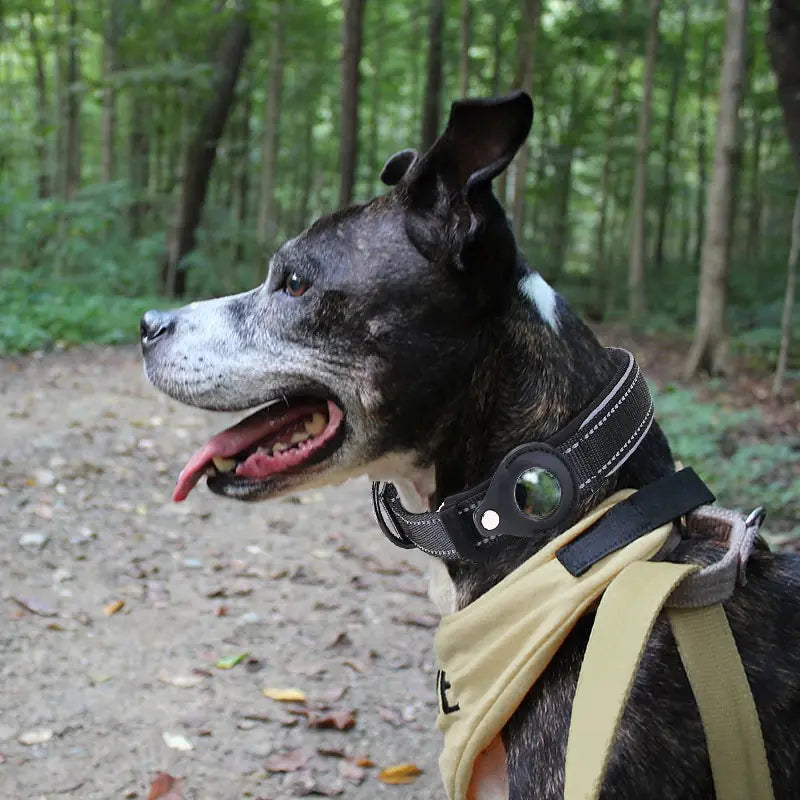 New Anti-Lost Pet Dog Collar - HRB MARKET